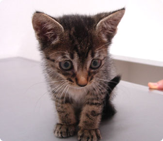 ねこ