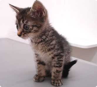 ねこ
