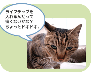 ライフチップを入れるんだって　痛くないかな？ちょっとどきどき